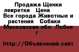 Продажа Щенки левретки › Цена ­ 40 000 - Все города Животные и растения » Собаки   . Московская обл.,Лобня г.